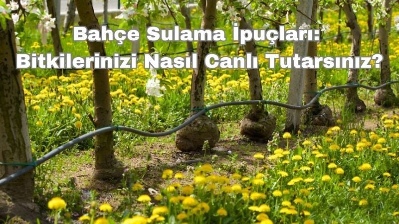 Bahçe Sulama İpuçları: Bitkilerinizi Nasıl Canlı Tutarsınız