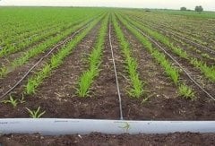16mm Deliksiz Damlama Sulama Boru Seti ( 200 Metre )
