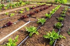 Debi Ayarlı Damlatıcı 0-70 Lt/h Kırmızı Emitör 500 Adet