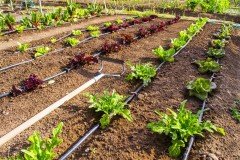 Debi Ayarlı Damlatıcı 0-70 Lt/h Kırmızı Emitör