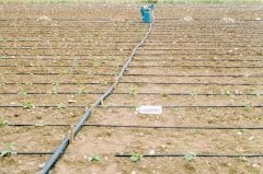 Siyah Kangal Boru 25mm 3/4’’ 6 Atü ( 50 Metre )