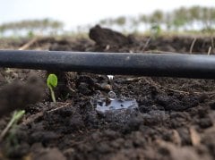 Damlama Sulama Boru Sabitleme Kazığı Uzun 25cm