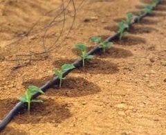 Damlama Sulama Boru Sabitleme Kazığı Uzun 25cm