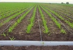 Damlama Sulama Boru Sabitleme Kazığı Uzun 25cm