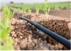 Kaplamalı Damlama Sulama Borusu 16mm 33cm Aralıklı Delikli 400mt